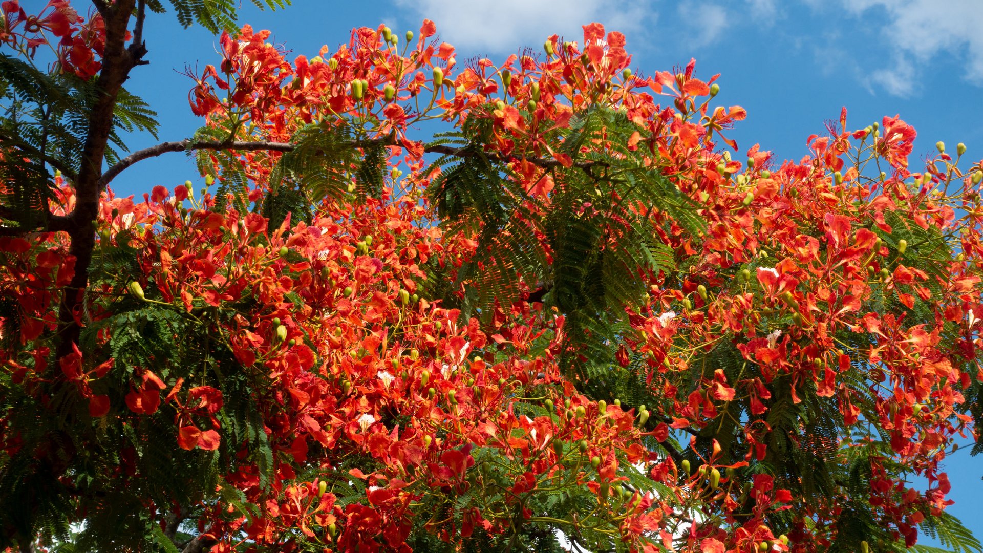 Iguazú - Rotes Blütenmeer