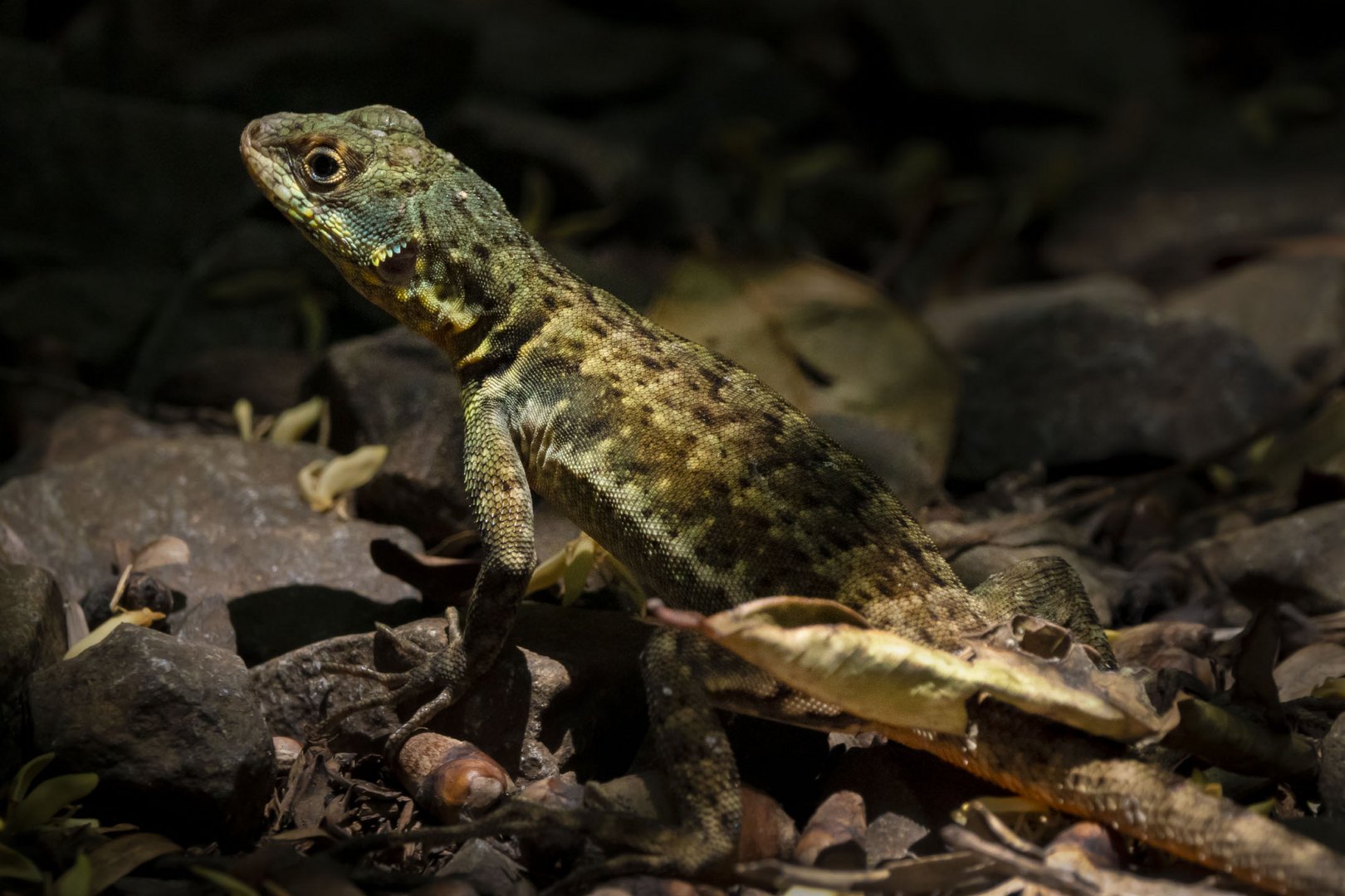 Iguazú - Sendero Macuco - Kielschwanz-Halsbandleguan