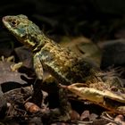 Iguazú - Sendero Macuco - Kielschwanz-Halsbandleguan