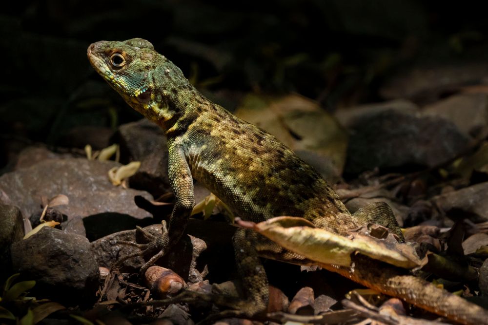 Iguazú - Sendero Macuco - Kielschwanz-Halsbandleguan