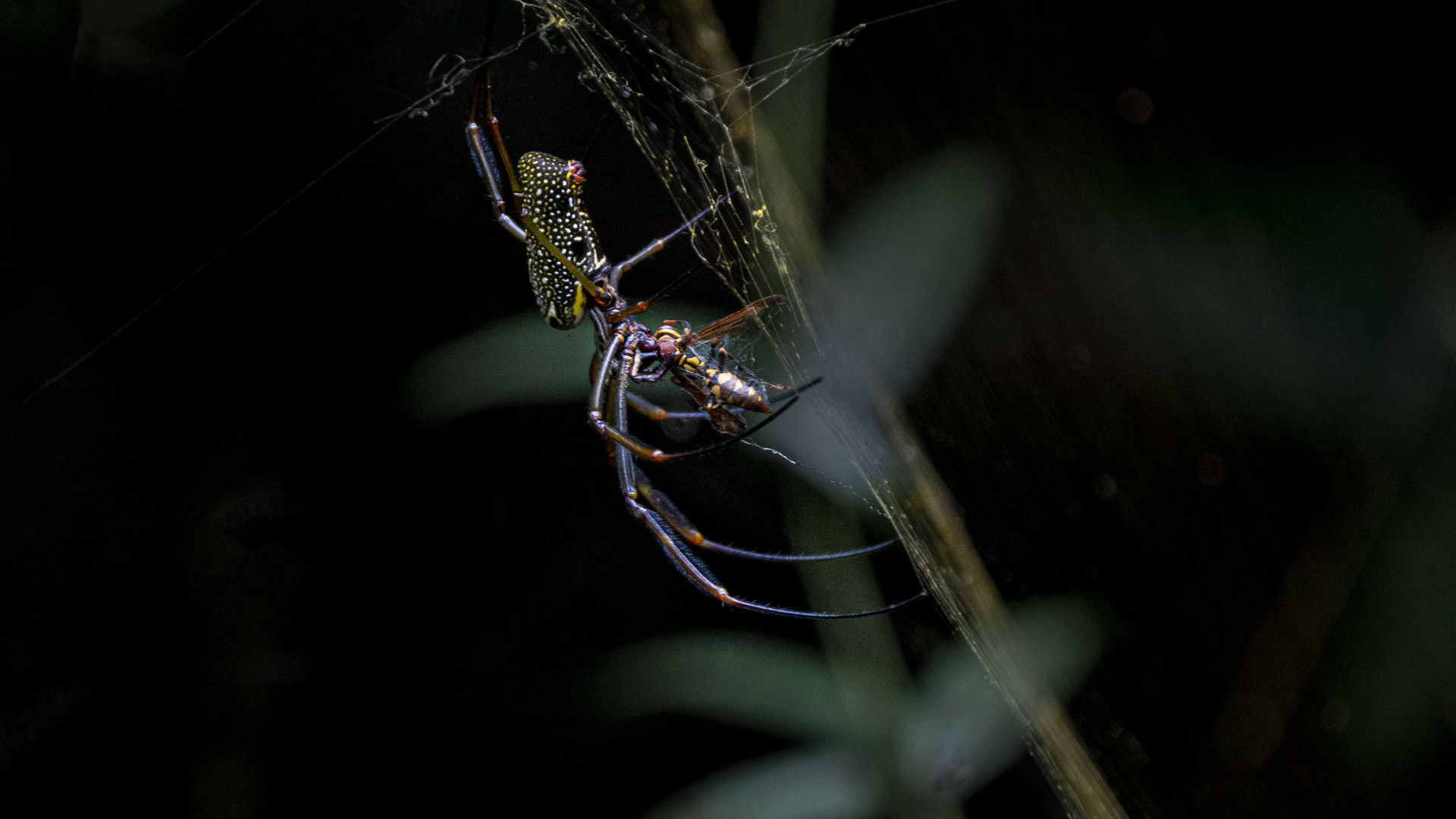 Iguazú - Sendero Macuco - Spinne