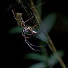 Iguazú - Sendero Macuco - Spinne