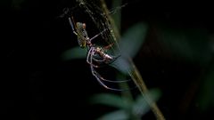 Iguazú - Sendero Macuco - Spinne