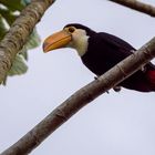 Iguazú - Tucan