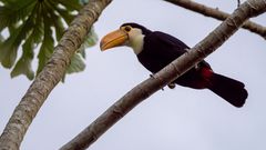 Iguazú - Tucan