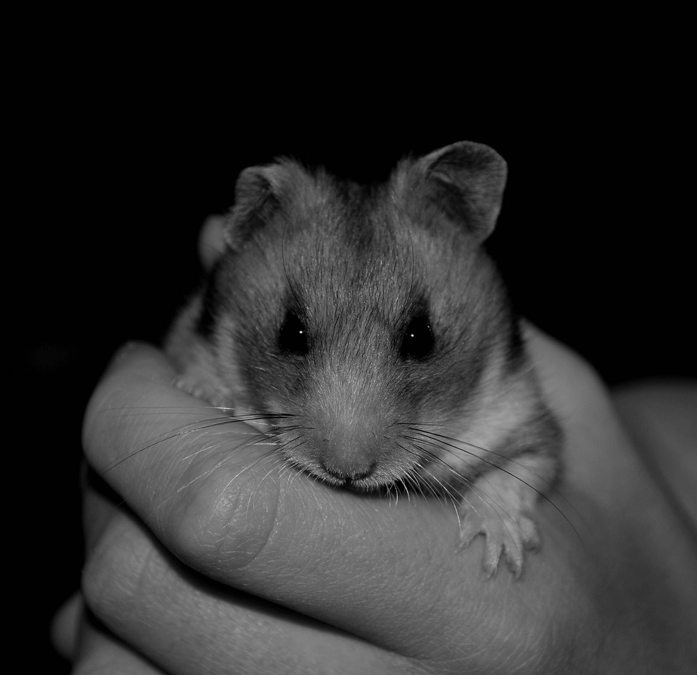 iHamster