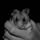 iHamster