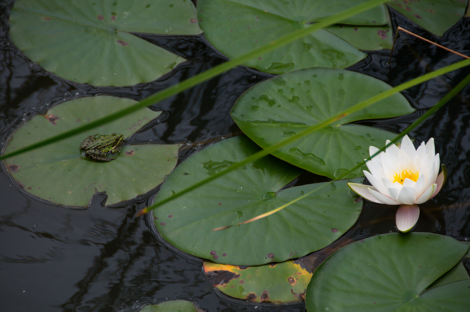 Ihm gefällt die Seerose