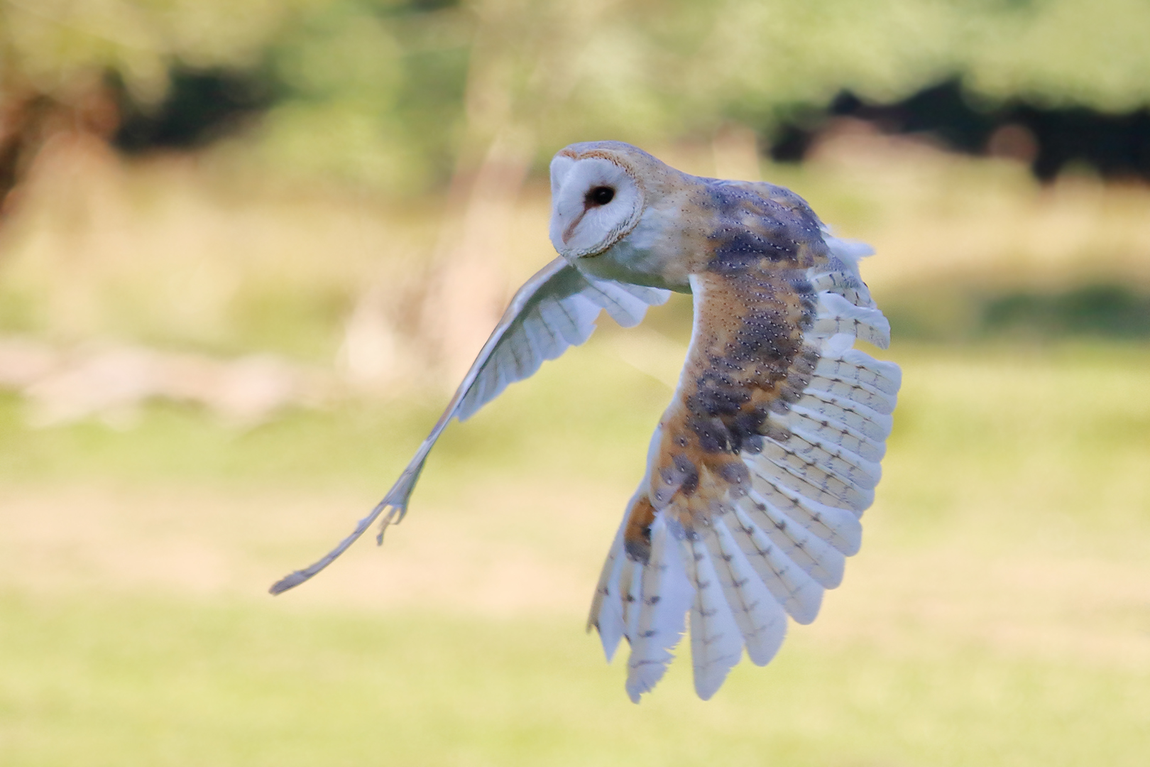 Ihr beim Fliegen zuzuschauen bereitet mir Freude