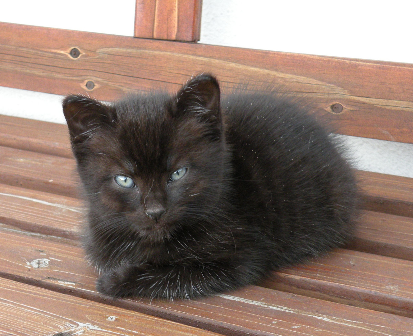 Ihr erinnert euch an das Katzenbaby !