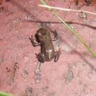 Ihr erster Tag an Land - Junge Erdkröte (Bufo bufo)