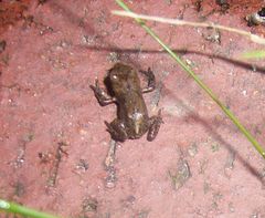 Ihr erster Tag an Land - Junge Erdkröte (Bufo bufo)