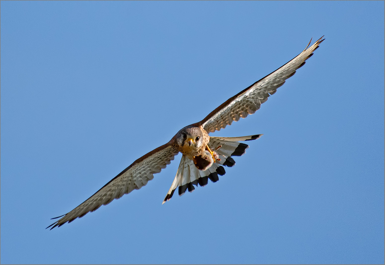 Ihr erster und letzter Flug   . . .