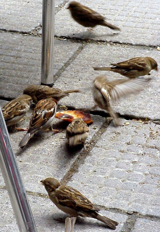 Ihr frechen Spatzen, was habt ihr da geklaut?