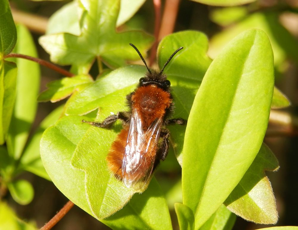 Ihr fuchsroter Pelz ist nicht zu übersehen - Andrena fulva