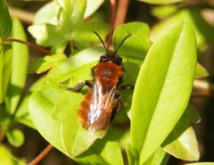 Ihr fuchsroter Pelz ist nicht zu übersehen - Andrena fulva