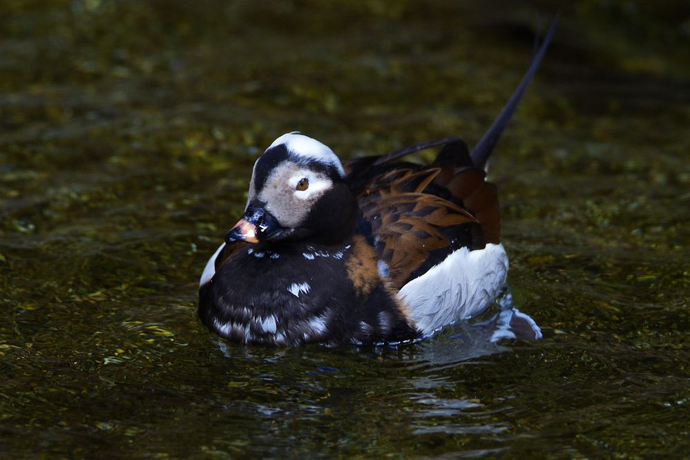 Ihr Jahr als Meeresvogel des Jahres 2017