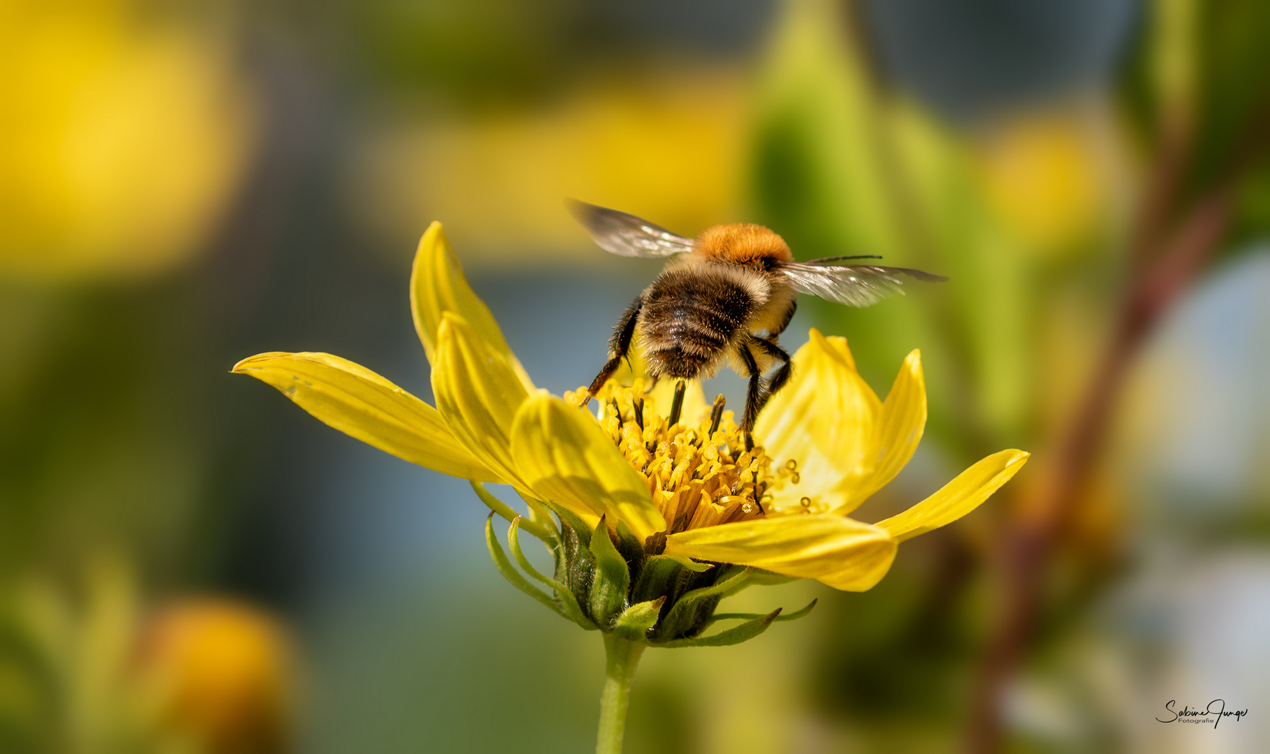 Ihr könnt mich alle mal ich mach jetzt nämlich 'nen Abflug! ;) Foto & Bild nikon, spezial Ihr könnt mich alle mal ich mach jetzt nämlich 'nen Abflug! ;) Foto & Bild nikon, spezial