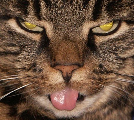 Ihr könnt mich mal!