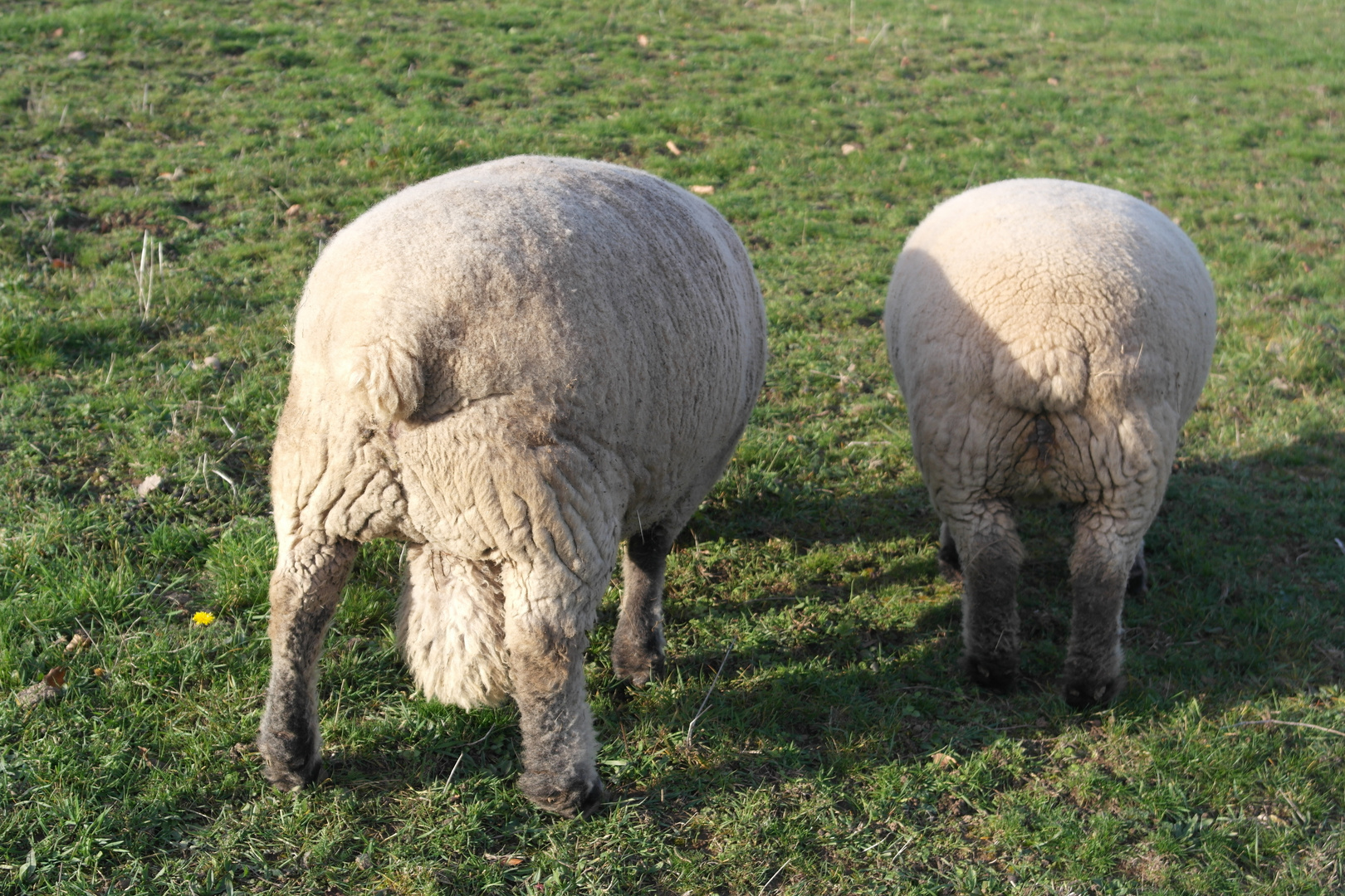 Ihr könnt mich mal am A... SAM_6550 Foto & Bild spezial, langweilig