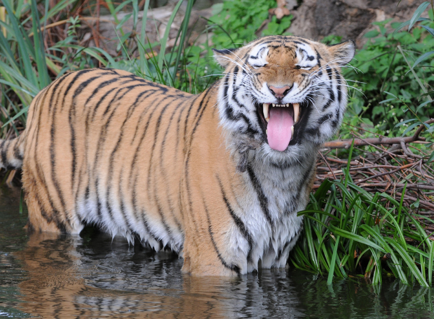 Ihr könnt mich mal Foto & Bild tiere, zoo, wildpark & falknerei, säugetiere Bilder auf Ihr könnt mich mal Foto & Bild tiere, zoo, wildpark & falknerei, säugetiere Bilder auf