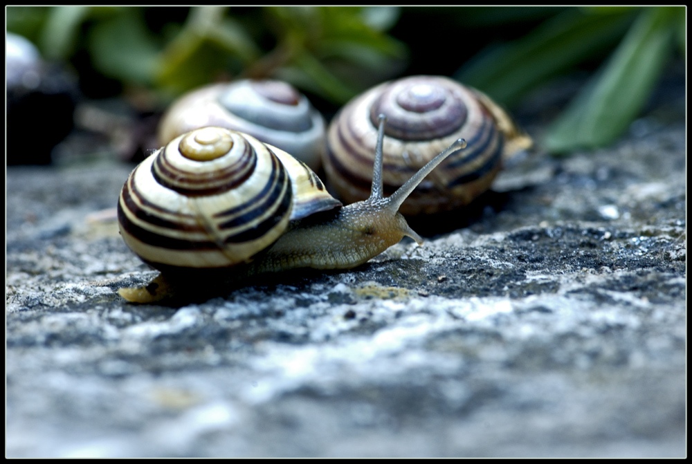 Ihr könnt mich mal, ich lasse Euch links liegen! Foto & Bild tiere