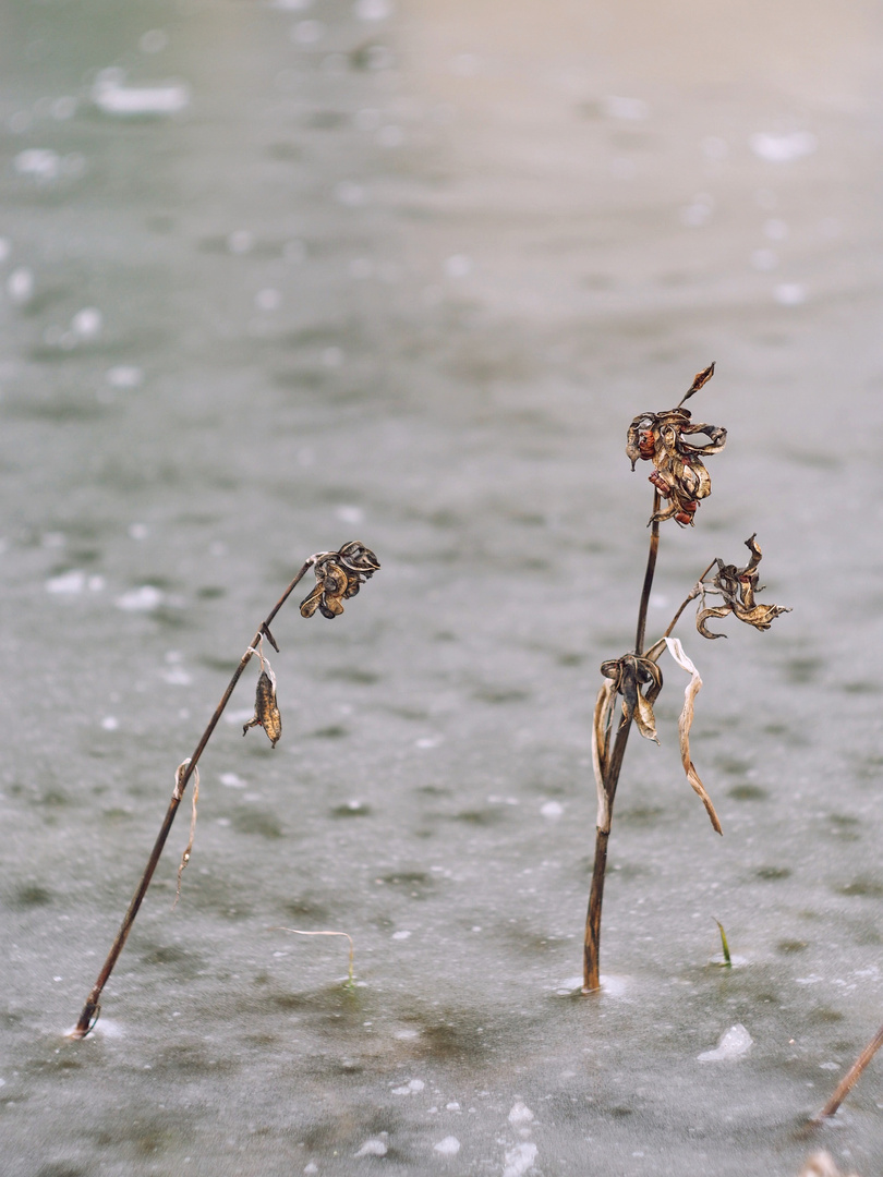 Ihr lacht wohl über den Träumer, der Blumen im Winter sah?