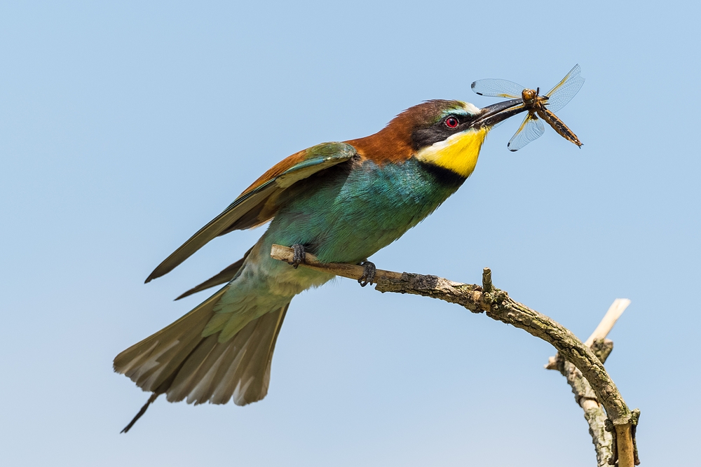 Ihr letzter Flug...