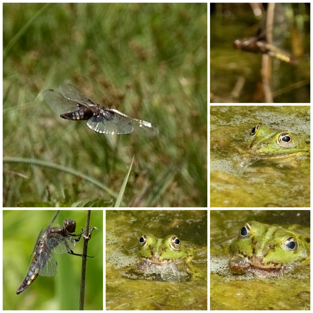 Ihr letzter Flug... Frau Plattbauchlibelle