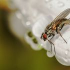 Ihr machte der Regen weniger aus