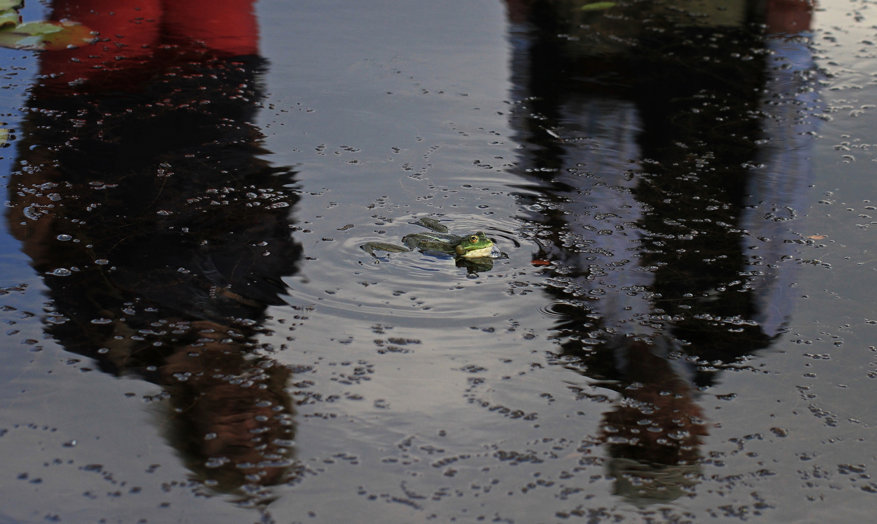 Ihr mögt keinen Regen? Alles "quak...." sagt der Frosch