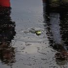 Ihr mögt keinen Regen? Alles "quak...." sagt der Frosch