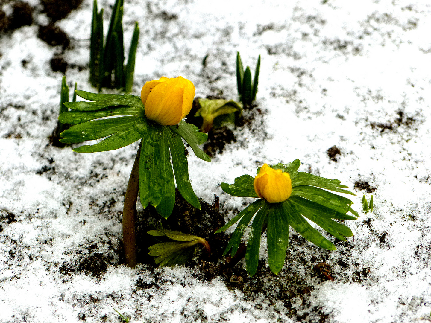 Ihr Name weist zwar nicht auf den Frühling hin, 