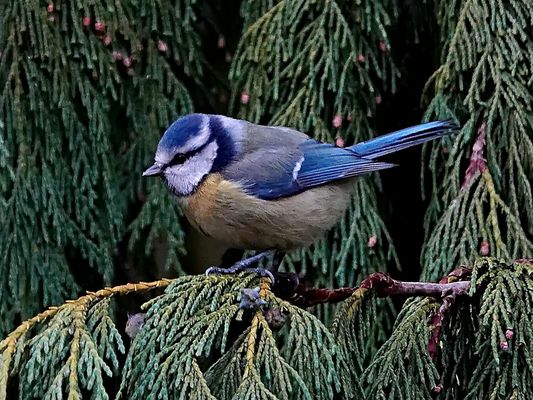 ihr Platz auf dem Zypressenzweig