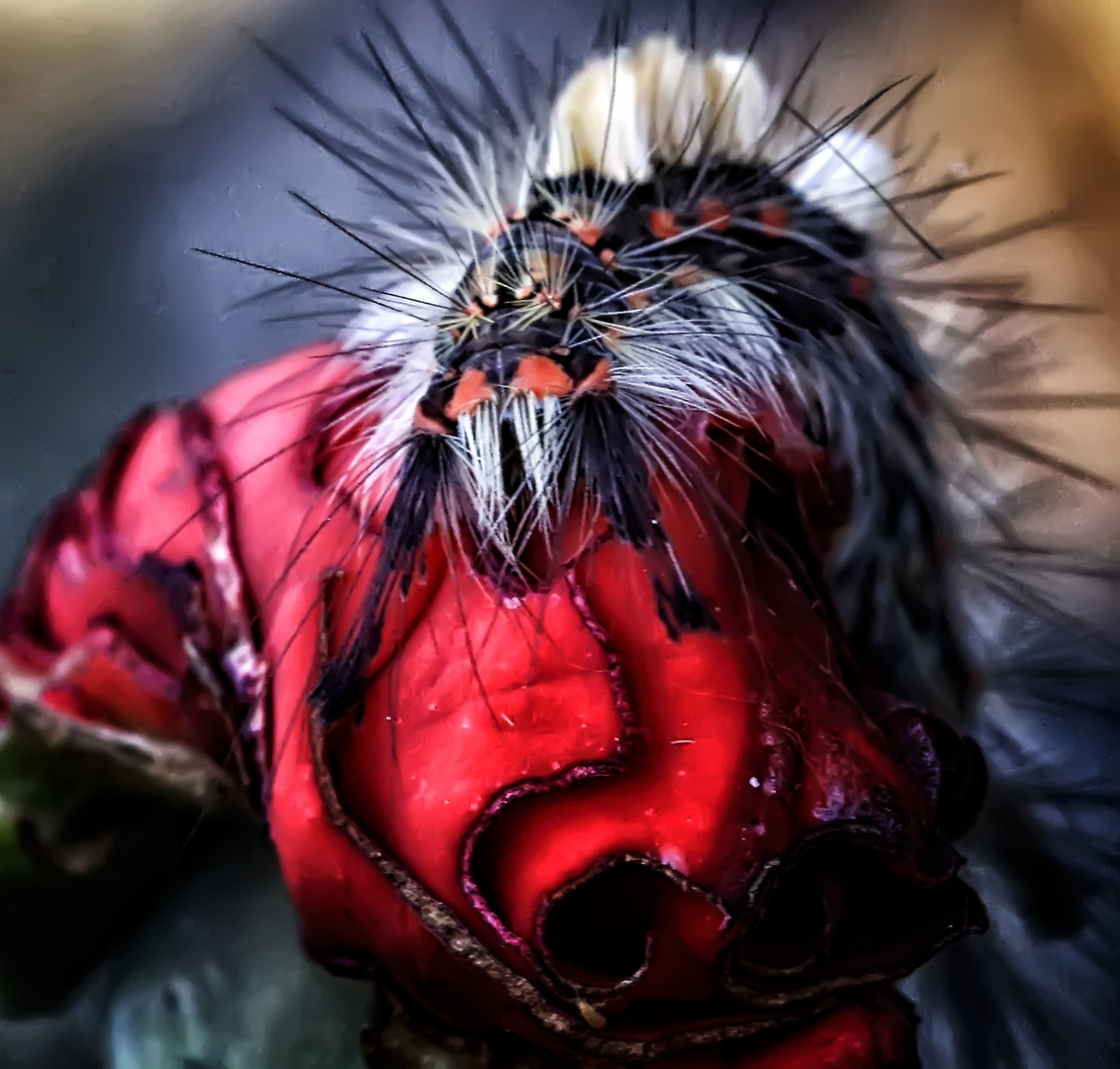 Ihr schmecken unsere Rosen