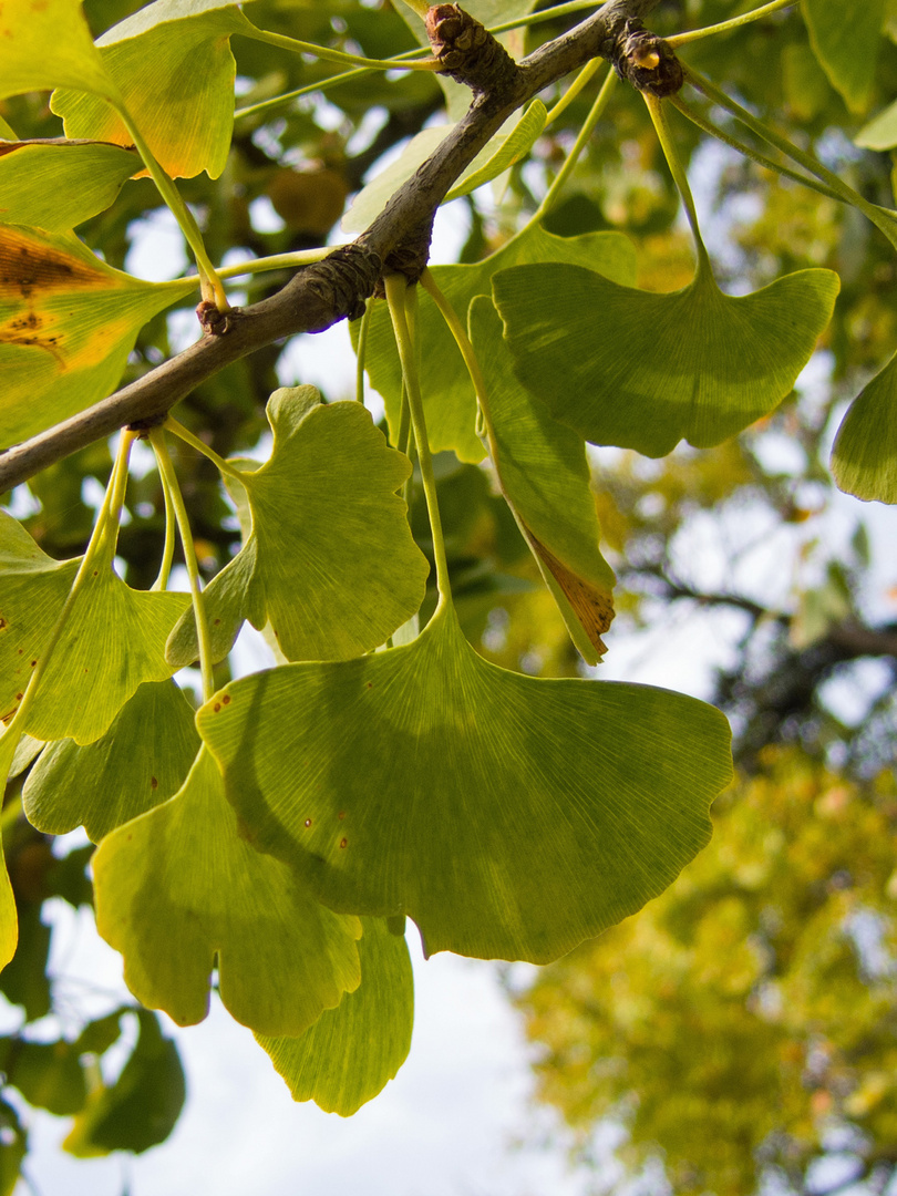 Ihr seid die Früchte eines Baumes ..