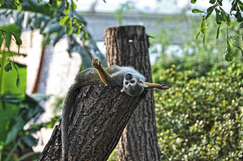 Ihr steht ja auf dem Kopf... Foto & Bild tiere, zoo, wildpark & falknerei, säugetiere Bilder Ihr steht ja auf dem Kopf... Foto & Bild tiere, zoo, wildpark & falknerei, säugetiere Bilder