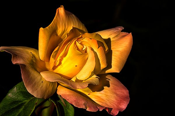 Ihr Vorname ist Maja