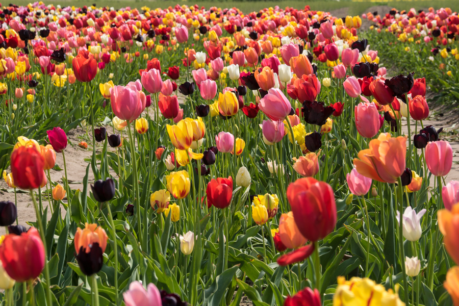 Ihr wollt heute Blumen?