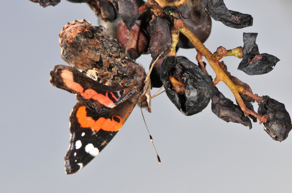 Ihre Admiralität (Vanessa atalanta) an meinen Trauben