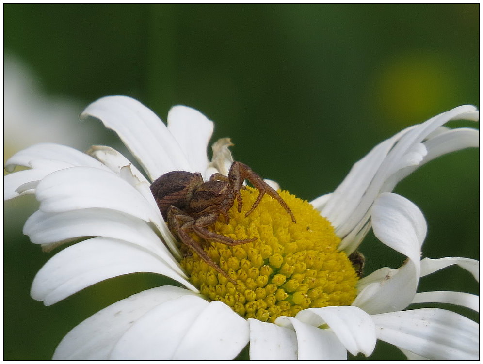 Ihre Beute versteckt...