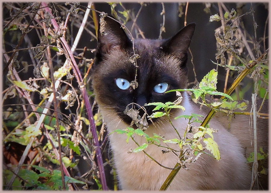 Ihre blauen Augen....