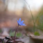 Ihre Blüte ist vorbei