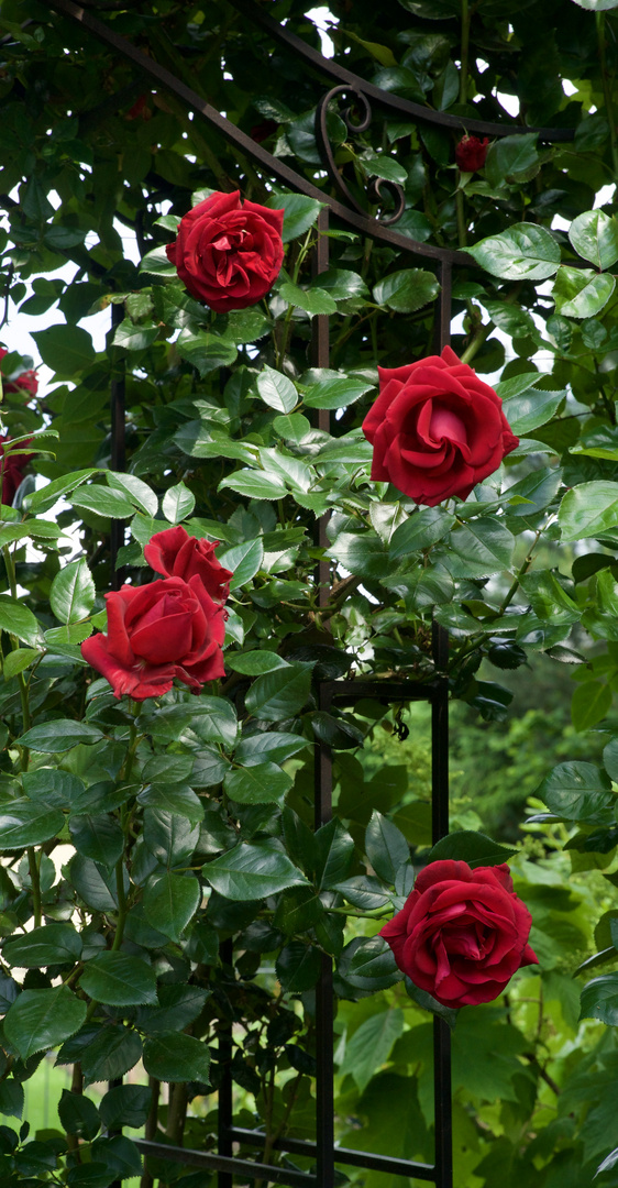 Ihre Blüten sind gigantisch und duften hervorragend