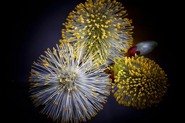 Ihre Blütezeit.....