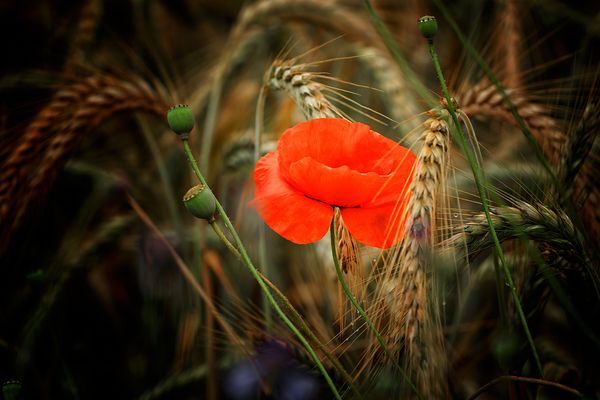 Ihre Blütezeit ist vorüber...