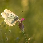 Ihre Flugzeit neigt sich dem Ende entgegen