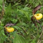 Ihre Majestät - der Frauenschuh (Cypripedium calceolus) ...