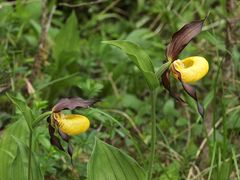 Ihre Majestät - der Frauenschuh (Cypripedium calceolus) ...