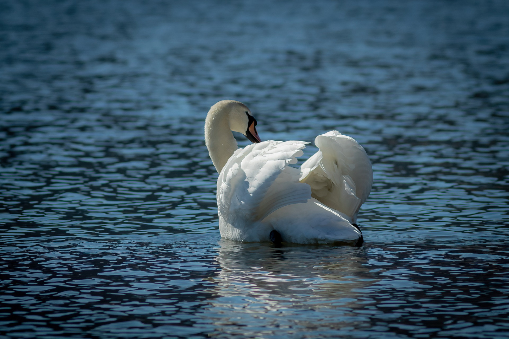 Ihre Majestät, der Schwan